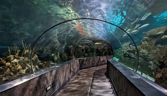 Ripley’s Aquarium of the Smokies